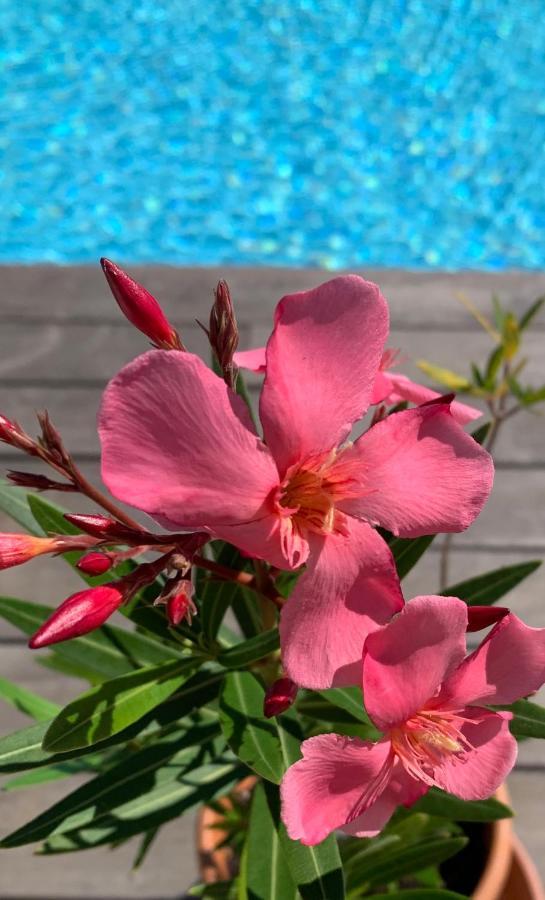 הוילה רונשאם Insolite Avec Piscine Au Bonheur Comtois מראה חיצוני תמונה